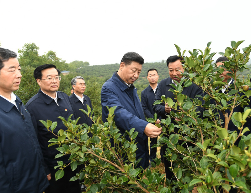 　　9月16日至18日，中共中央總書記、國家主席、中央軍委主席習近平在河南考察。這是17日上午，習近平來到信陽市光山縣槐店鄉司馬光油茶園，實地察看油茶樹種植和掛果情況。新華社記者 謝環馳 攝